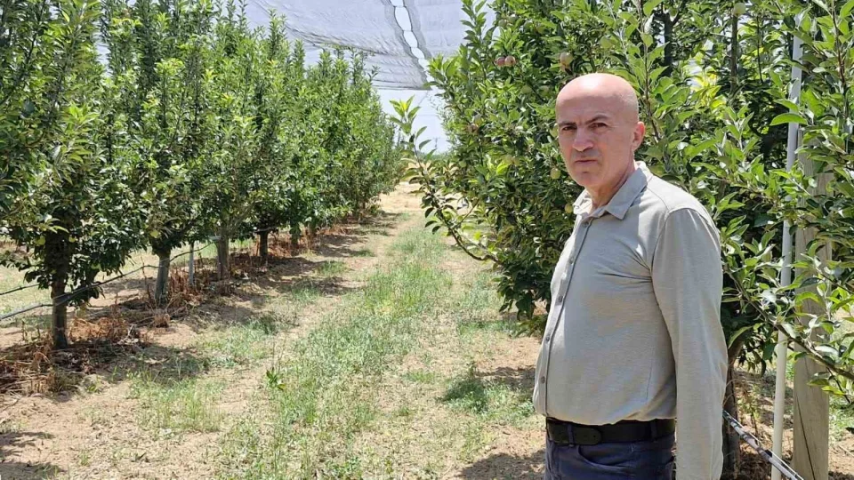 Elma üreticilerine dolandırıcı uyarısı