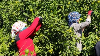 En güzel kış meyvesinde hasat da, ihracat da başladı