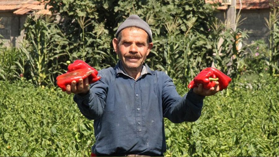 En kaliteli kapya biber Bafra Ovası'nda üretiliyor