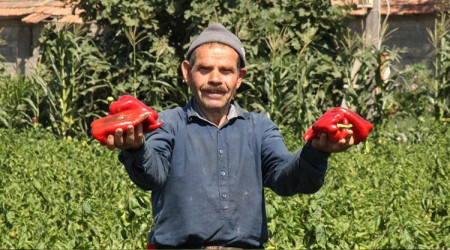 En kaliteli kapya biber Bafra Ovası'nda üretiliyor