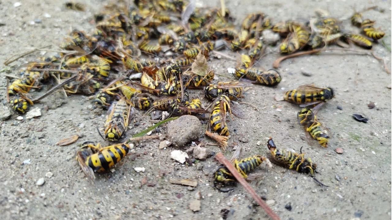 Evin çatısına yuva yapan eşek arıları hastanelik etti