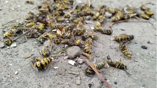 Evin çatısına yuva yapan eşek arıları hastanelik etti