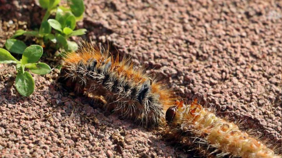 Evinin bah�esindeki t�rt�llar� s�p�rd�, hastanelik oldu