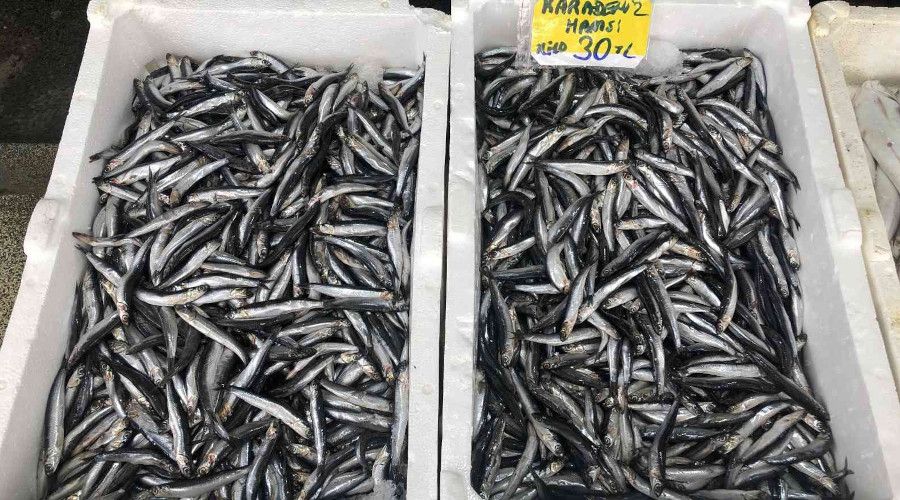 Fırtına ve yağışlı havanın etkisiyle hamsi 30 liradan satılıyor