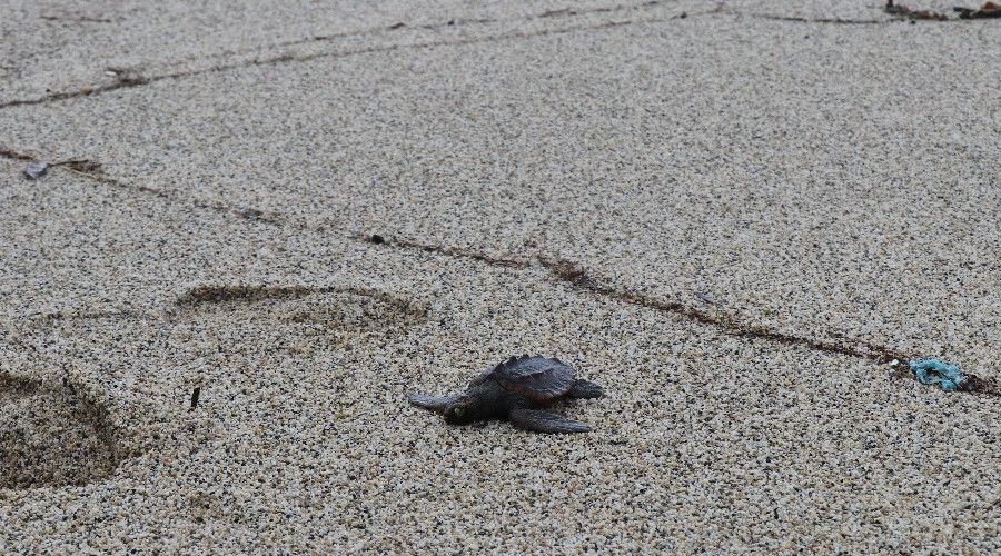 F�rt�nada caretta carettalar sahile vurdu