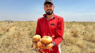 Genç çiftçi 15 dönüm tarlaya soğan ekti