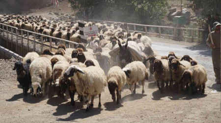 Göçerler dönüş yolunda