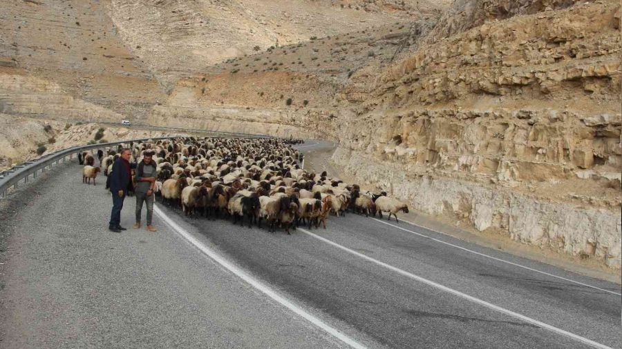 Göçerlerin 60 günlük yayla yolculuğu sürüyor