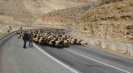 Göçerlerin 60 günlük yayla yolculuğu sürüyor
