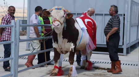 Gölbaşı'nın en güzel kurbanlıkları seçilecek