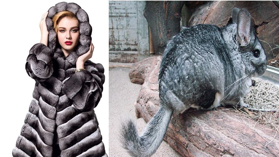 Gürcistan sınırında 500 çinçilla postu ele geçirildi