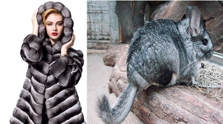 Gürcistan sınırında 500 çinçilla postu ele geçirildi