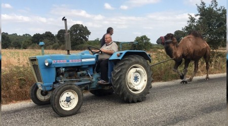 Güreş devesine traktörü ile antrenman yaptırıyor