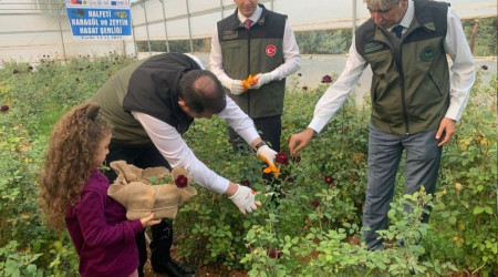 Halfeti'nin simgesi karaglde hasat dnemi