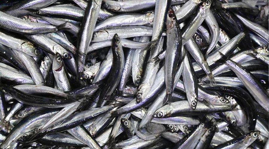 Hamsi Bat� Karadeniz'i terk ediyor
