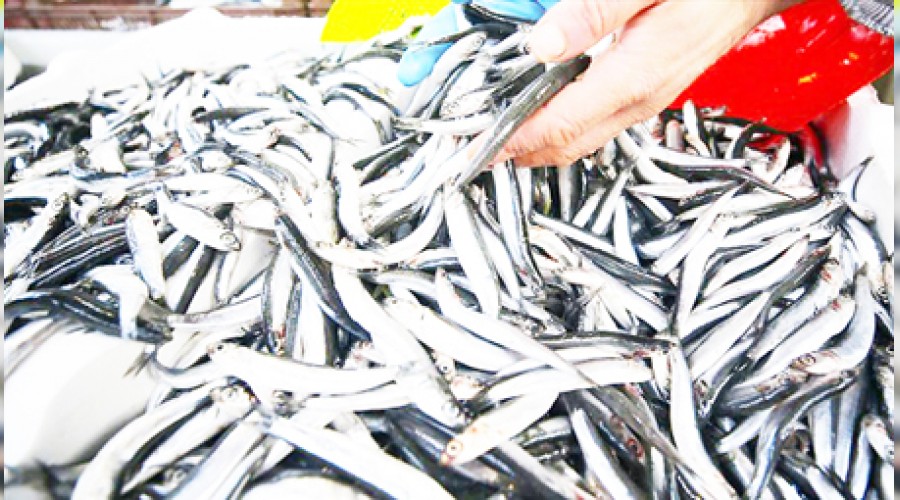 Hamsi G�rcistan'dan geliyor