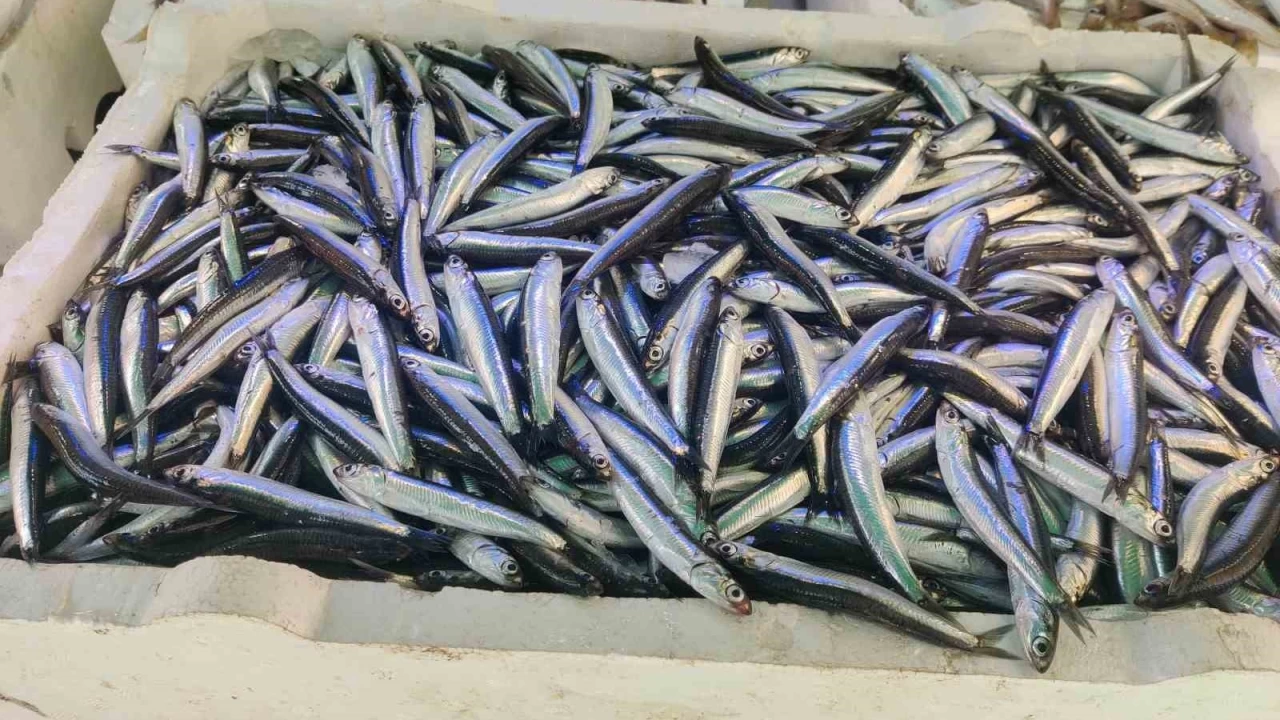 Hamsi Rize'de tezgaha d��t�