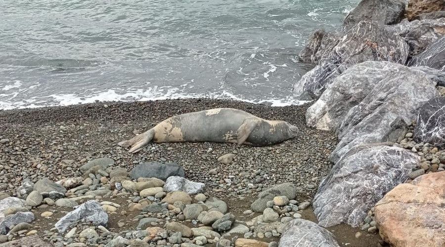 Hatay�da nesli t�kenme tehlikesi alt�ndaki Akdeniz foku g�r�ld� 