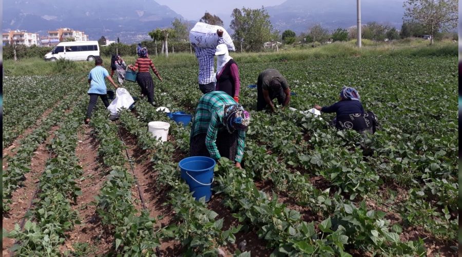 Hatay'da taze fasulye hasadı başladı