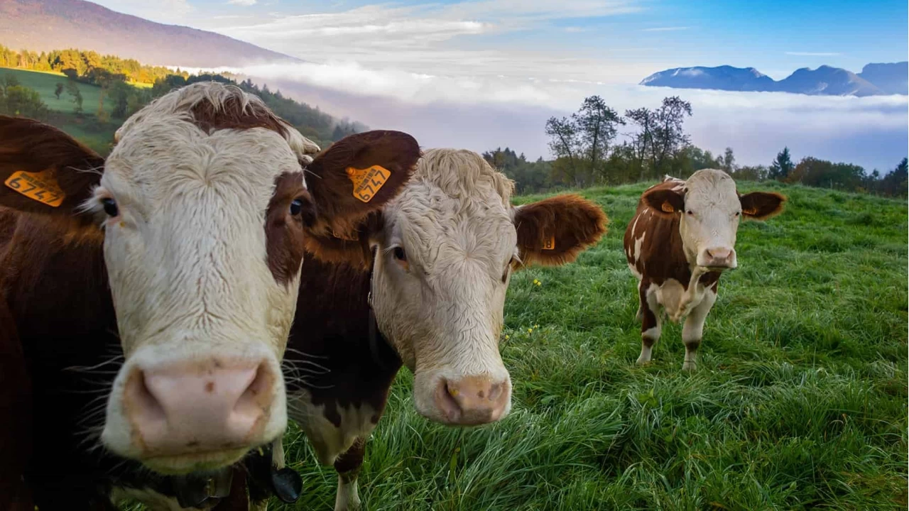 Hayvanclkta Kresel retim Yeni Bir Eikten Geiyor