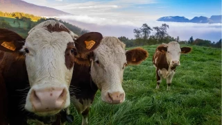 Hayvanclkta Kresel retim Yeni Bir Eikten Geiyor