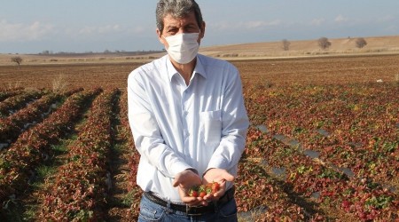 Hüyük, İç Anadolu'da organik çilek üretiminin üssü oldu