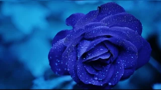 Hz. Zeynebin iffeti