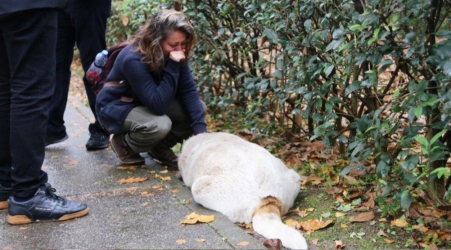 İğneyle öldürülen köpekler ekipleri harekete geçirdi