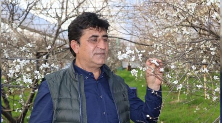 İlk hasatta eriğin kilosu çeyrek altını geçecek