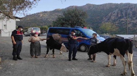 İnek hırsızları yakalandı