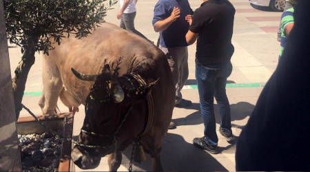 İnekleriyle belediyeyi bastı