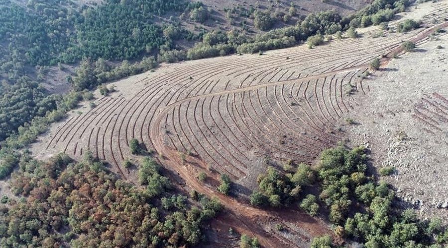 İnönü ormanlarından bal damlayacak