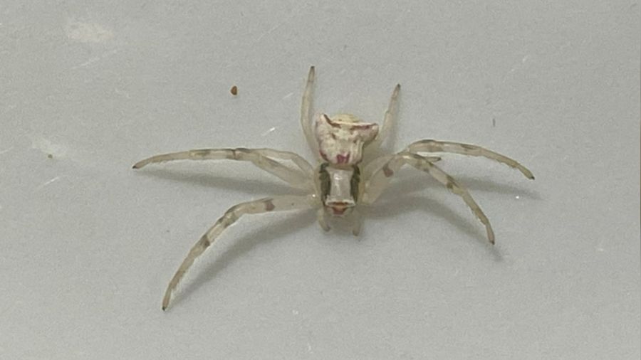 İnsan yüzlü örümcek görenleri şaşkına çevirdi