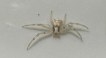 İnsan yüzlü örümcek görenleri şaşkına çevirdi