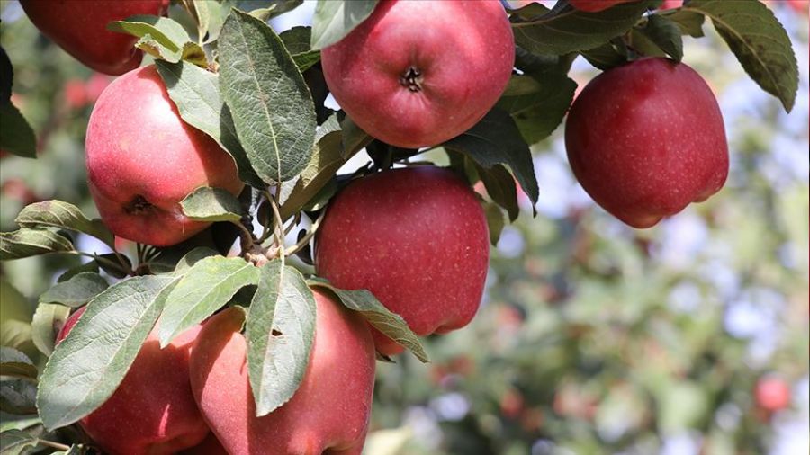 Isparta elmas in'den bile alc buluyor