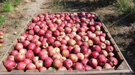 Isparta'da elma hasadı başladı