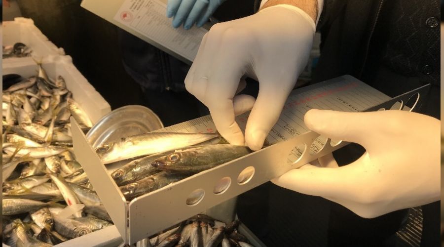 stanbul'da hamsi denetimi 