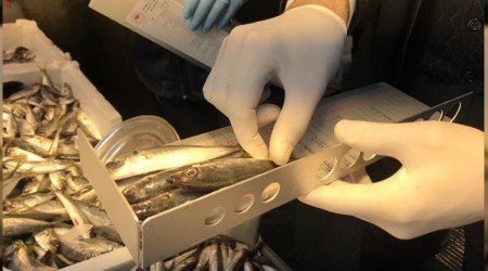 stanbul'da hamsi denetimi 