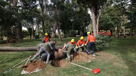 İstanbul'da kuruyan ağaçlar yenileniyor