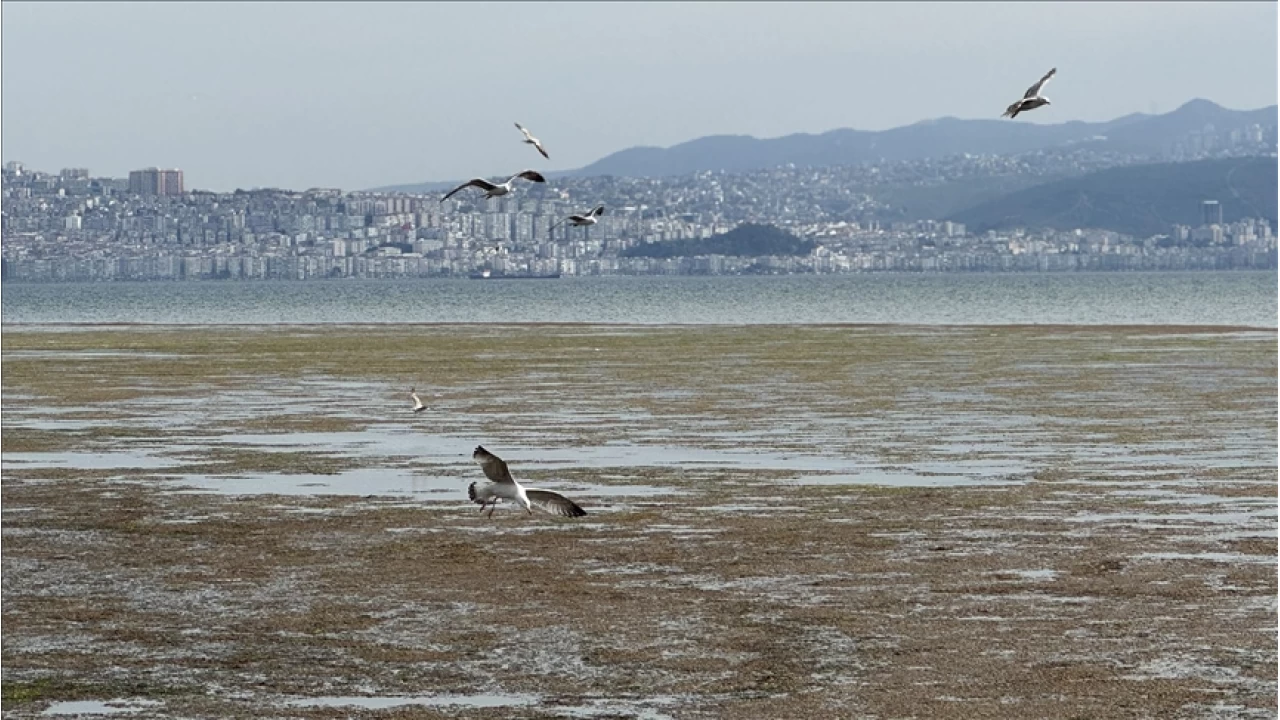 İzmir'de Bostanlı sahilinde şaşırtan olay