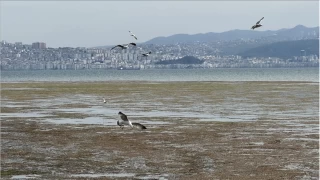İzmir'de Bostanlı sahilinde şaşırtan olay