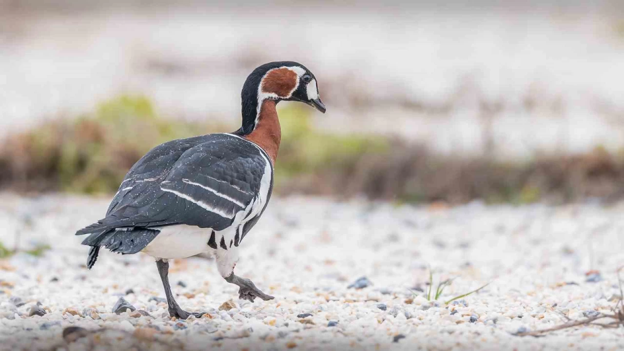 İznik Gölü'nde Sibirya kazı fotoğraflandı