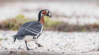 İznik Gölü'nde Sibirya kazı fotoğraflandı