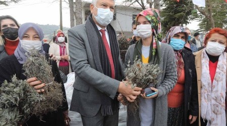 Kadın üreticilere lavanta fidesi