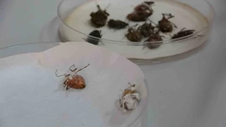 Kahverengi kokarcaya karşı biyolojik mücadele