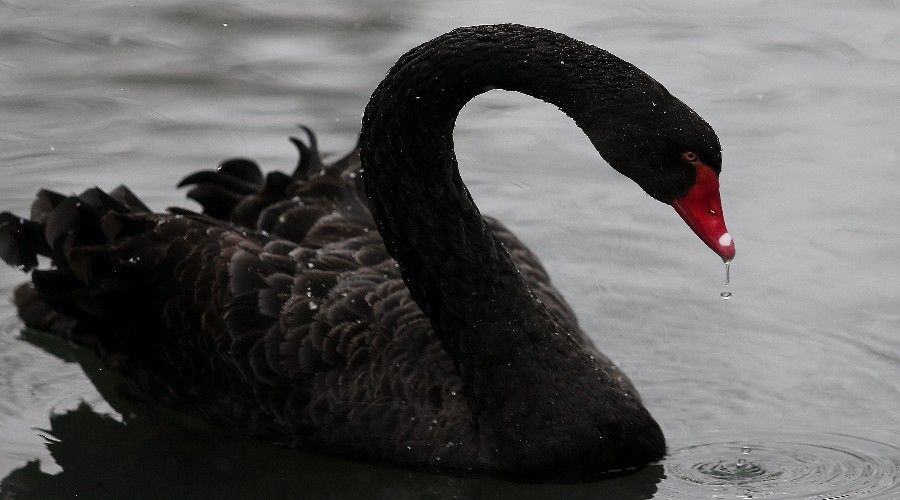 Kar alt�nda hayvanlar�n kartpostall�k g�r�nt�leri