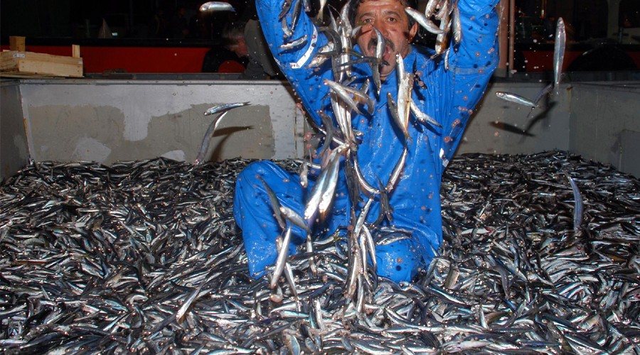 Karadeniz'de avlanan bal�k��lara �nemli uyar�!