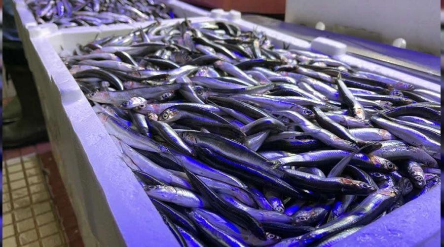 Karadeniz'de hamsi yeniden tezgahta