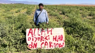 Karpuz hırsızlarına karşı nöbette