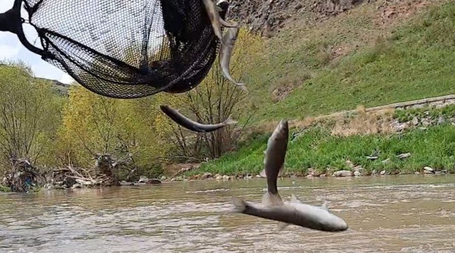 Kars'ta balklarn lm g sryor
